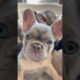 Super cute French bulldog puppies #Dog #Puppy #Shorts ￼