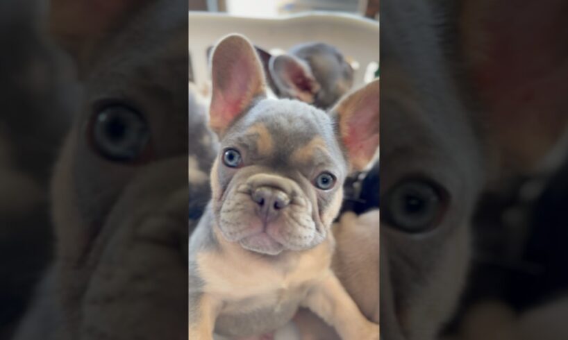 Super cute French bulldog puppies #Dog #Puppy #Shorts ￼