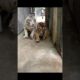 🐅🐯🐅 TIGER 🐅 🐯 🐅. #animals #shorts #tiktok #tiger