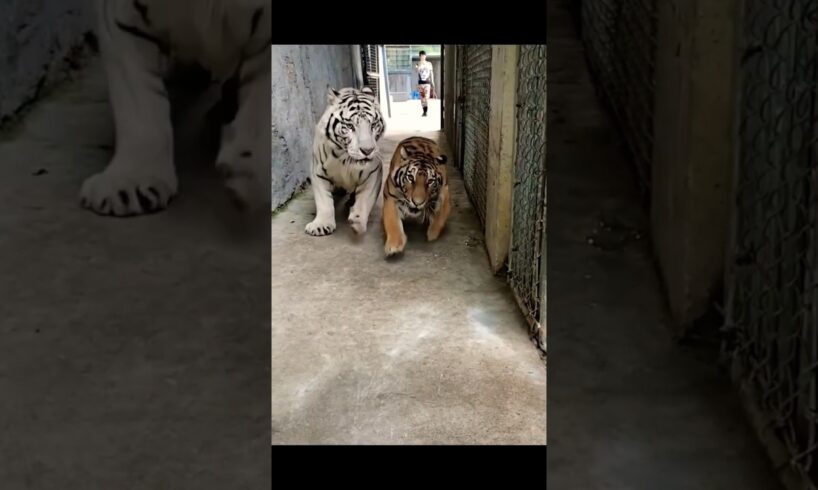 ๐
๐ฏ๐
TIGER ๐
๐ฏ ๐
. #animals #shorts #tiktok #tiger