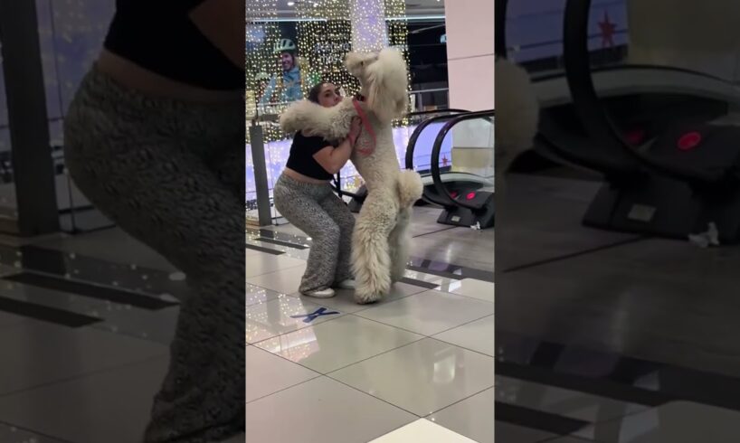TRY NOT TO LAUGH UNTIL THE END!! 😂 😂😂 Funny Dogs #funnydogs #funny #dog