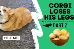 Talking corgi LOSES his legs (Part 2) #shorts