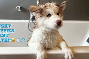 Tank The Husky Puppies First Bath!🥹. He’s The BIGGEST Fluff Ball!