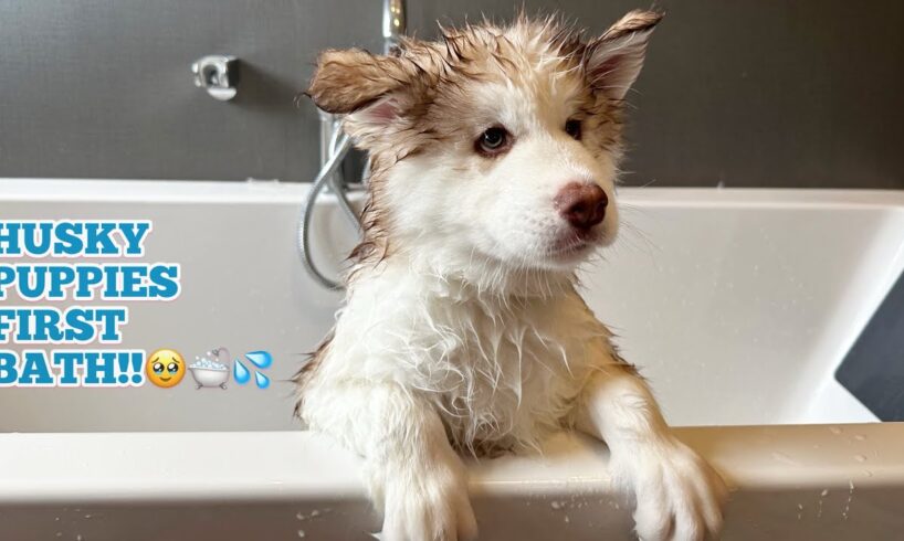 Tank The Husky Puppies First Bath!🥹. He’s The BIGGEST Fluff Ball!