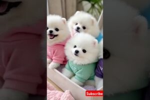 Teacup cute puppies 😍😀#cute #toys #baby #cutebaby #cuteanimal #pets #entertaininganimals #cutepuppy