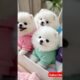 Teacup cute puppies 😍😀#cute #toys #baby #cutebaby #cuteanimal #pets #entertaininganimals #cutepuppy