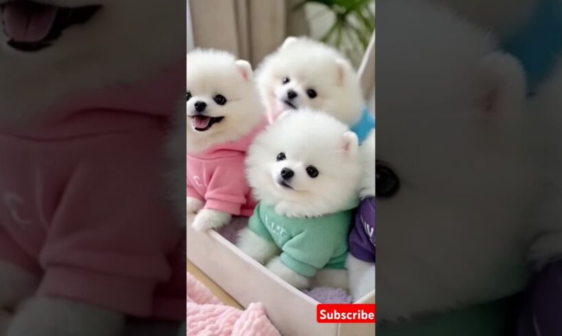 Teacup cute puppies 😍😀#cute #toys #baby #cutebaby #cuteanimal #pets #entertaininganimals #cutepuppy