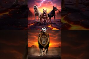 Team of Kangal, Pitbull and Doberman vs Lion vs (Tiger, Jaguar, Bear, Wolf, Hyena, Crocodile) Battle