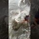 Terrified Dog Stranded on Rocks Rescued in Intense Rescue Mission | The Dodo