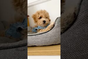 That’s the same thing🤨#puppy #cute #puppies #dogs #maltipoo #pets #puppyvideos #shorts #cute