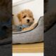 That’s the same thing🤨#puppy #cute #puppies #dogs #maltipoo #pets #puppyvideos #shorts #cute