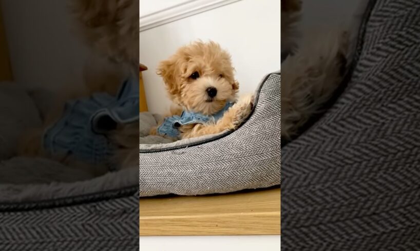 That’s the same thing🤨#puppy #cute #puppies #dogs #maltipoo #pets #puppyvideos #shorts #cute