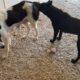 The Abandoned Mother is in my Shelter Together with the Dog That Was Close to Death! - Takis Shelter