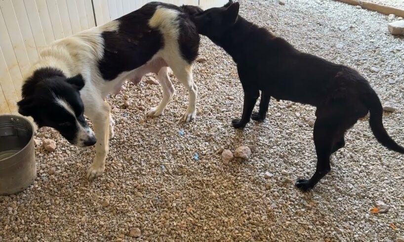 The Abandoned Mother is in my Shelter Together with the Dog That Was Close to Death! - Takis Shelter