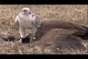 The Best Of Eagle Attacks - Most Amazing Moments Of Wild Animal Fights - Peregrine Falcon