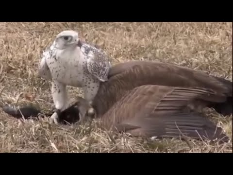 The Best Of Eagle Attacks - Most Amazing Moments Of Wild Animal Fights - Peregrine Falcon