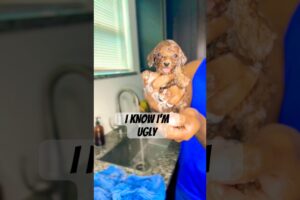The CUTEST puppy ever! #toypoodle #poodle #cutepuppy #viralvideo #shorts