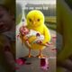 The Chick Who Saved a Child #cuteanimals #rescued #story #animals