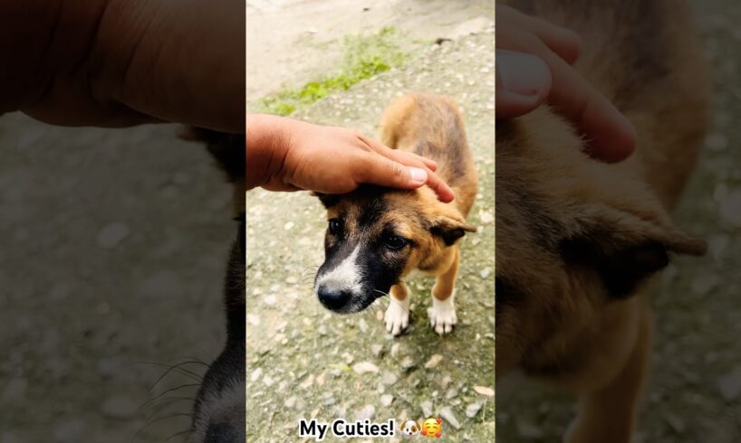 The Cute Puppies! 🐶♥️ #doglove #puppies #puppy #puppylove
