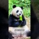 The Cutest Babies of the Most Dangerous Animals! #AnimalFacts #Wildlife