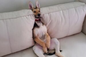 The Funniest Animal Videos 2024 😁 Funny Dogs and Cats are here to Break your HEART