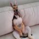 The Funniest Animal Videos 2024 😁 Funny Dogs and Cats are here to Break your HEART
