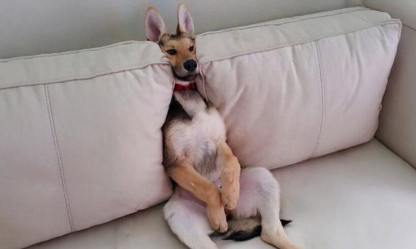 The Funniest Animal Videos 2024 😁 Funny Dogs and Cats are here to Break your HEART