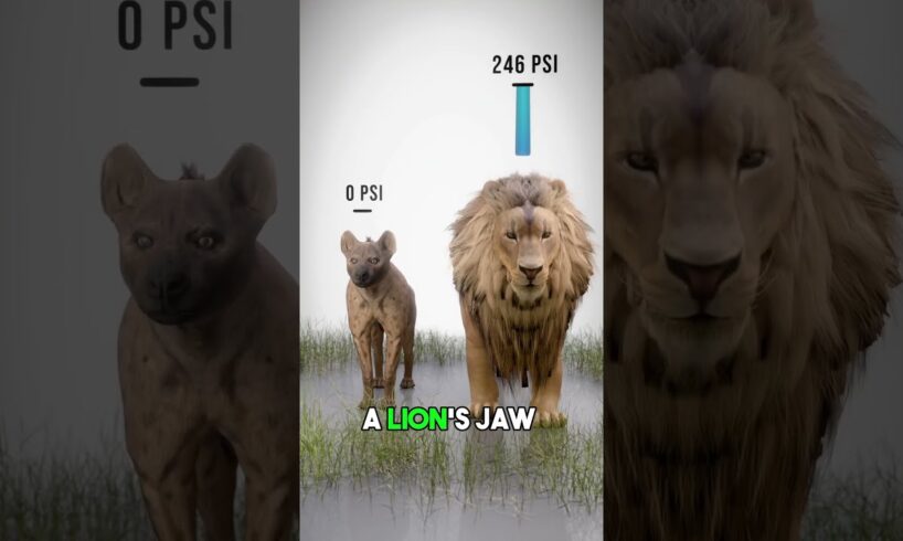 The Hyenas' Bite Force!