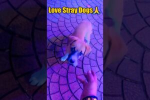 🙏 The Man Who Rescues an Entire City’s Stray Dogs