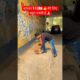 The Most Heartwarming Animal Rescues #shorts #nature