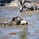 The Most INSANE Animal Battles