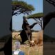 The Most Unexpected Animal Fights