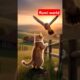 The Most Wholesome Animal Rescues