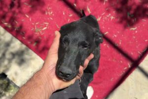 The New Dog from Outside the Shelter is Together with Prince Booby! - Takis Shelter