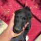 The New Dog from Outside the Shelter is Together with Prince Booby! - Takis Shelter
