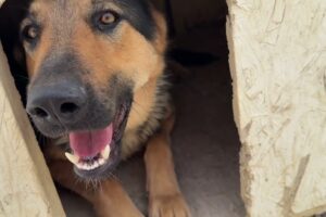 The New German Shepherd's First Moments in the Shelter - Takis Shelter