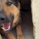 The New German Shepherd's First Moments in the Shelter - Takis Shelter