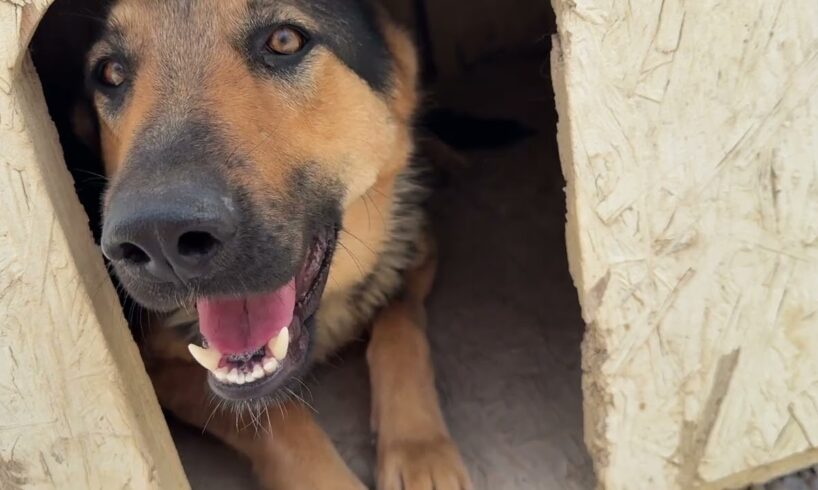 The New German Shepherd's First Moments in the Shelter - Takis Shelter