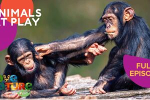 The Science Behind Playing ⚽️ | Animals At Play - FULL SEASON