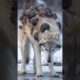 The Unlikeliest Rescue: A Reindeer, a Fisherman, and a Wolf in Need #animalrescue #polarrescue #wolf