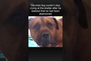The dog started crying when he realized that the owner left him in a dog shelter