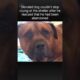 The dog started crying when he realized that the owner left him in a dog shelter