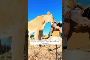 The man reunited to the rescued lion cub after 10 years...