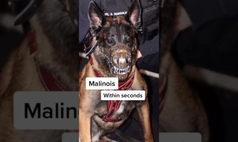 The most DANGEROUS dog breeds! #goldenretriever #scary #cute