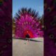 The peacock mother sought human help to save her children. #wildliferescue #animals #wildlife
