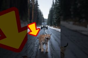 The story of the lynx's rescue after an arrow got stuck in its belly #animals #lynx