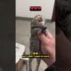 The weakest kitten abandoned aside by its stray mama cat