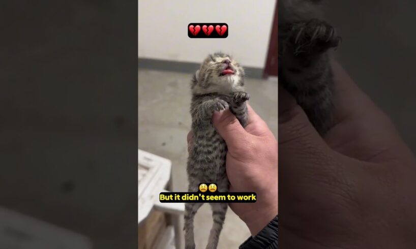 The weakest kitten abandoned aside by its stray mama cat