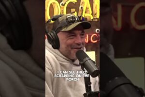Theo Von and Joe Rogan talking about street fights #podcast #joerogan #theovon #streetfighter