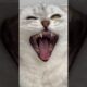 There was no trace of Sonya's pranks 🐾 #cat #cats